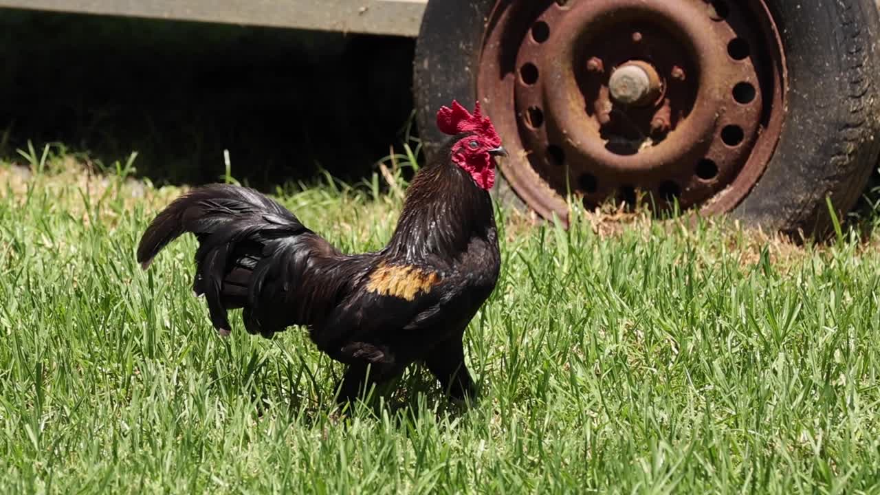 A rooster confidently walks on green grass beside a rusty wheel, enjoying the sunny day.