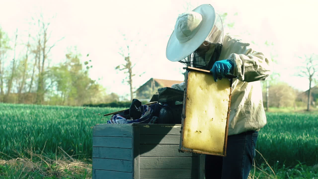 Beekeeper Wearing Protective Clothing Checking On Bee Box. Locked Off