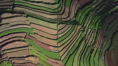 overhead aerial view of terrace farming fields in rural india, poombarai village, kodaikanal, tamil nadu