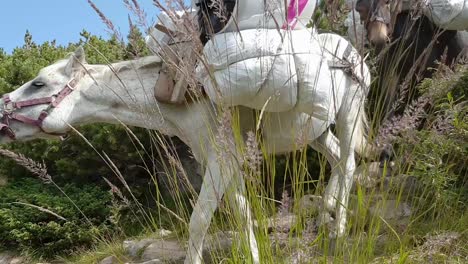 pack horses walking down the mountain with heavy loads on their back, close up