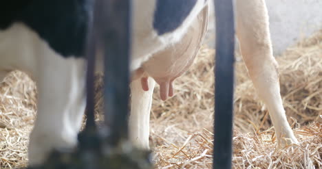 milky cows ready for milking on farm milk production 5