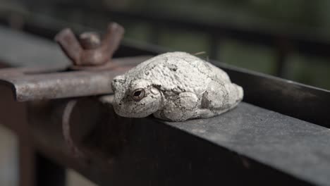 a large toad sits calmly on a metal railing with legs tucked