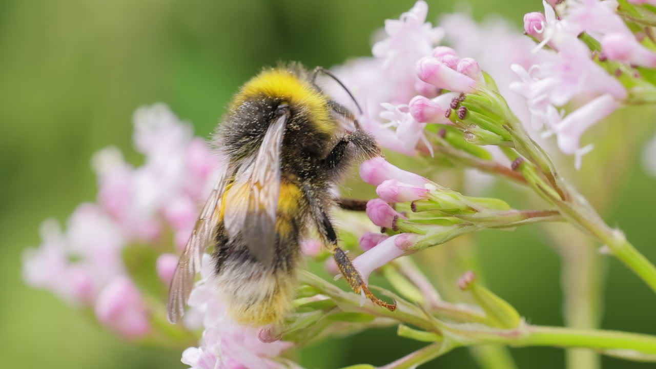 Bumblebee collects flower nectar at sunny day. Bumble bee in macro shot in slow motion.