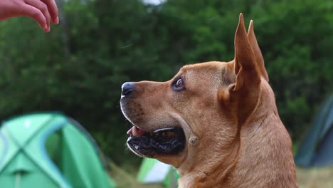 Meister-Trainiert-Seinem-Hund-Neue-Befehle