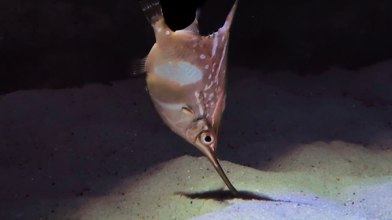Curious looking crested bellowsfish swimming with snout downwards looking for food
