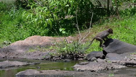 the long-tailed macaques are the easiest monkeys to find in thailand as they are present at temple complexes, national parks, and even villages and cities