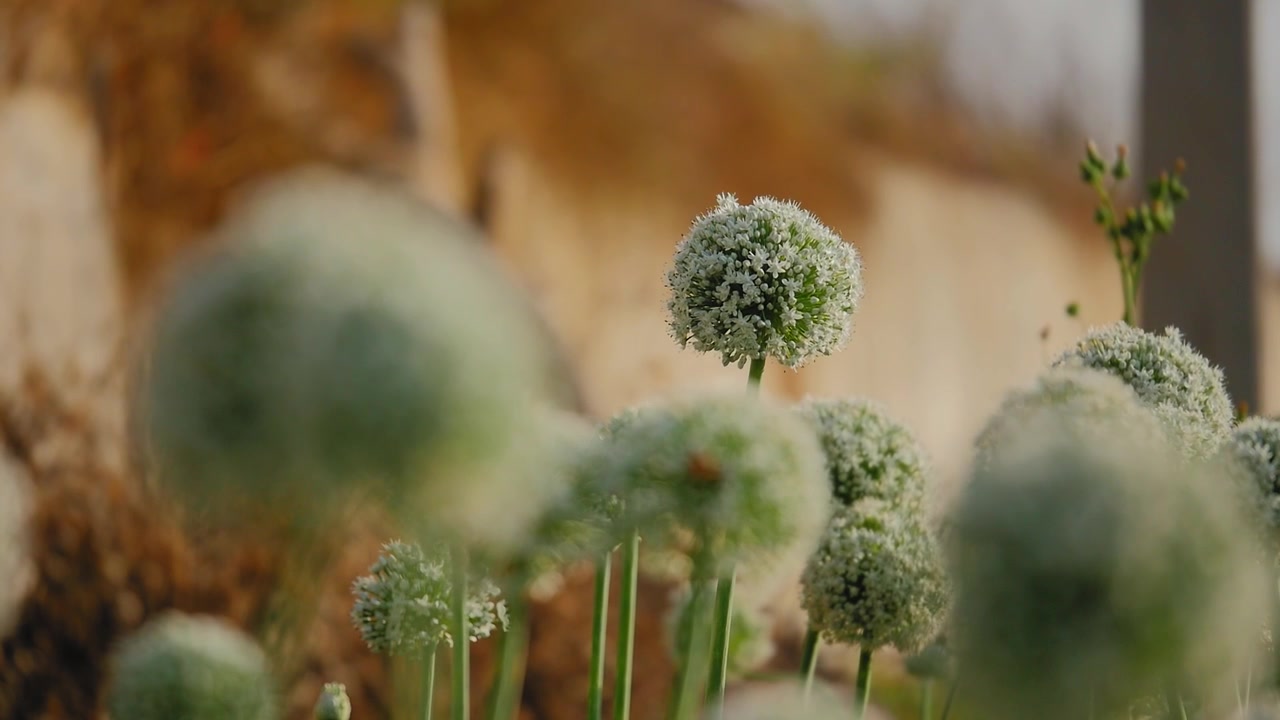 Fiori di cipolla a fuoco morbido che si ergono su steli verdi con la calda luce del sole serale, texture di giardino fiorito, sfocatura naturale dello sfondo e un'atmosfera rurale pacifica!
