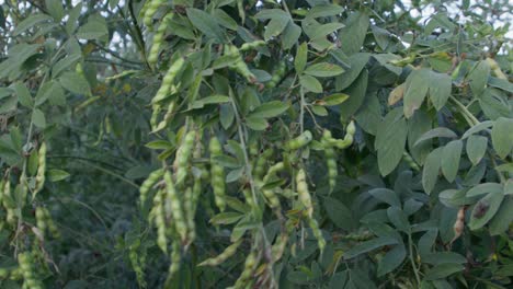 a cluster of pigeon peas fruit (legume) with green leaves in the garden with a blurry background