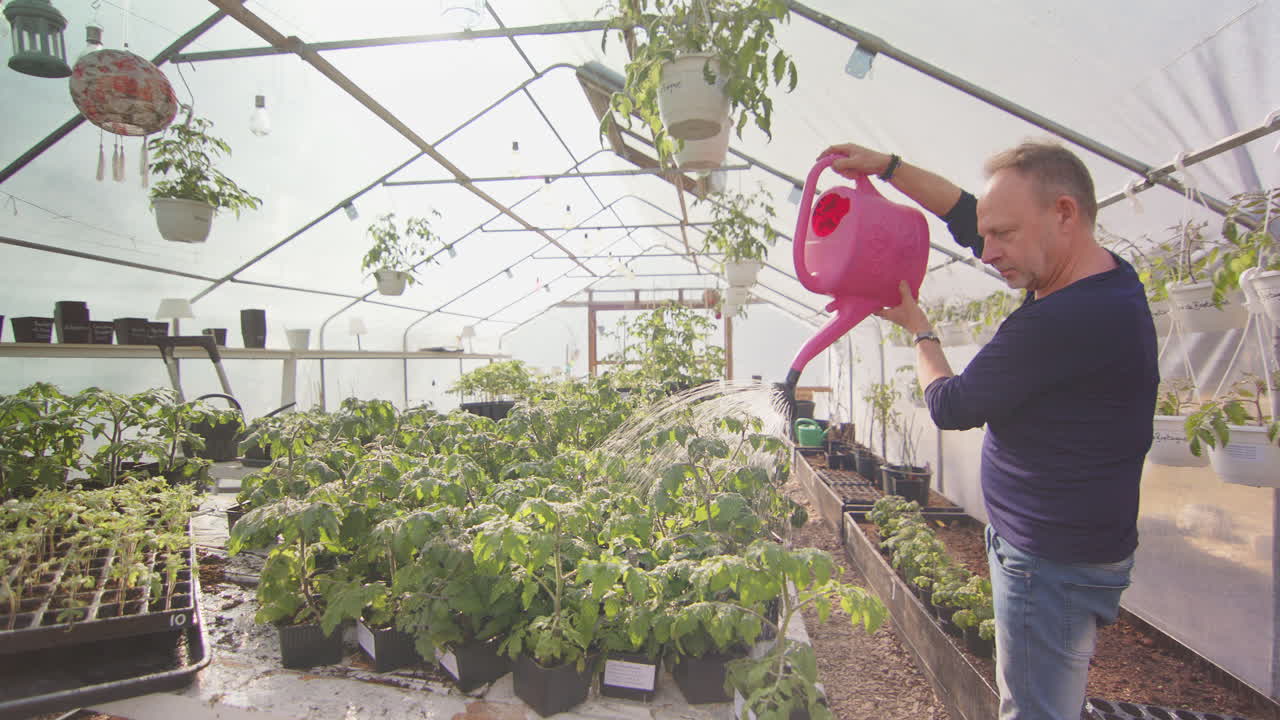 Caucasian man uses pink watering can to water young tomato plants in greenhouse