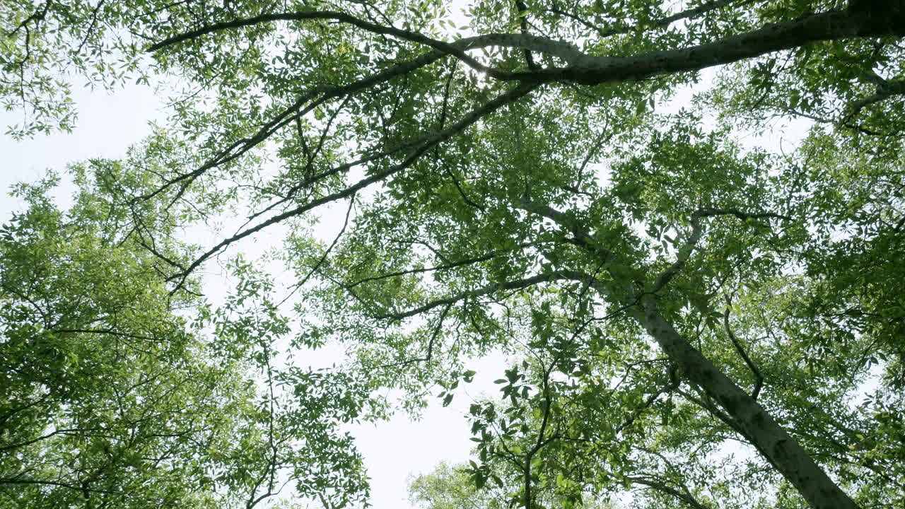 orbitando y descendiendo lentamente para mostrar el resto de los árboles y la maleza del bosque de manglares en bangphu en samut prakan en tailandia
