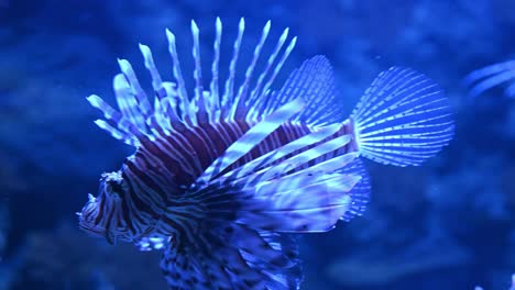 close up shot of blue lighting red lion fish swimming underwater