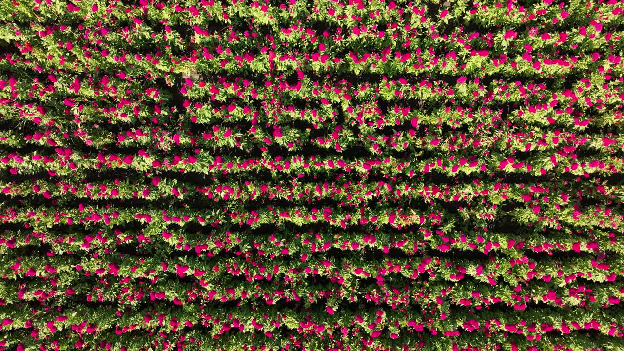 video de un avión no tripulado de todo un cultivo de flores de terciopelo en puebla, méxico