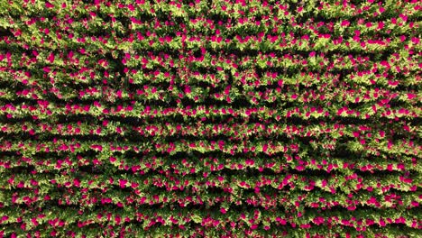 drone video of a whole velvet flower crop in puebla, méxico