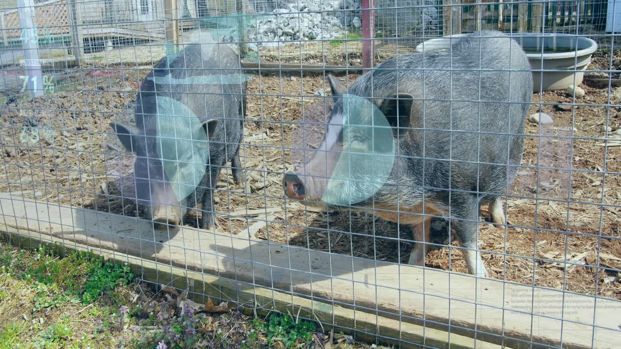 울타리 뒤의 돼지들에 대한 데이터 처리 애니메이션
