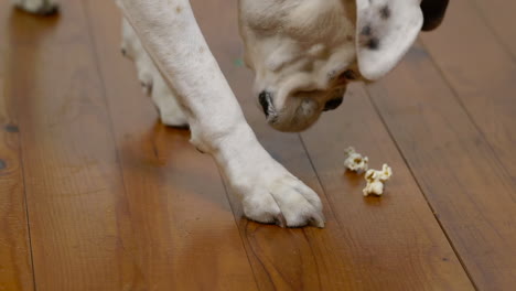 perro boxer doméstico comiendo palomitas de maíz del suelo de madera, vista en cámara lenta