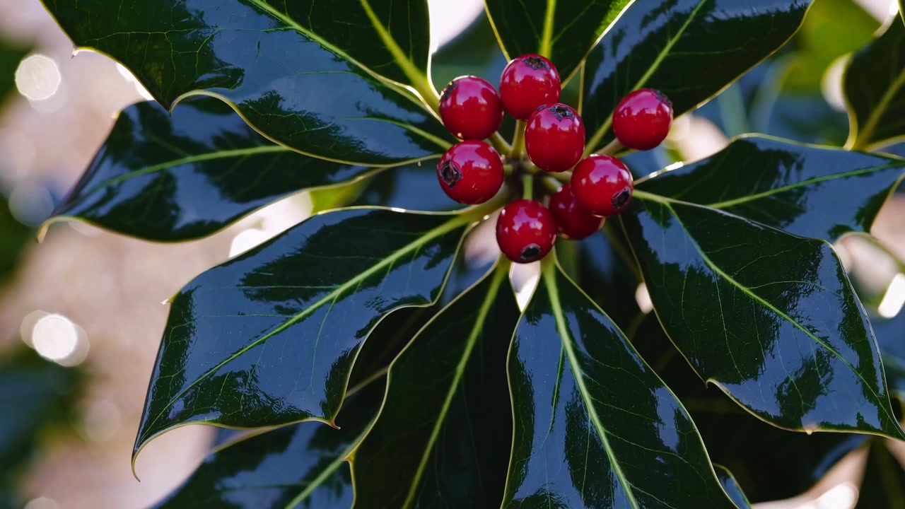 Primo piano di bacche di agrifoglio rosse e foglie verdi lucide