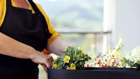 Crop-woman-transplanting-plant