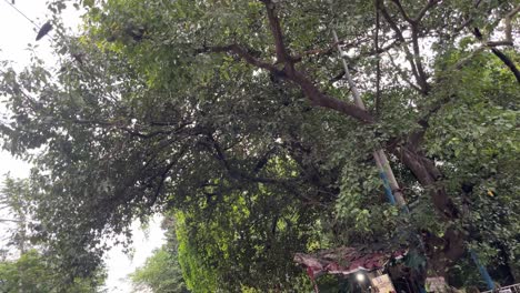 old tram in kolkata, india