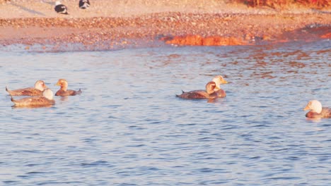 Pequeña-Bandada-De-Patos-Moteados-Nadando-Cerca-De-La-Costa-Bajo-Una-Luz-Dorada