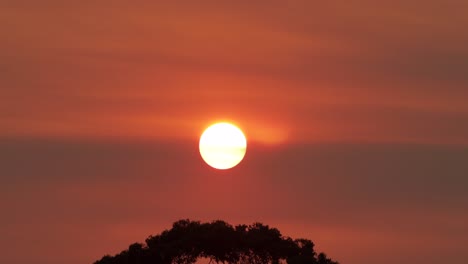 big bright sun over gum trees red orange sky birds fly across sunset australia victoria gippsland maffra