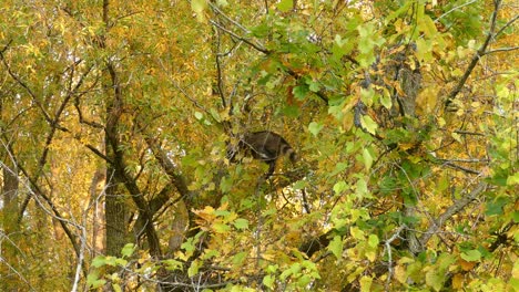 Mapache-Salvaje-Descansando-En-Una-Rama-Alta-De-Un-árbol,-Escondido-Entre-Las-Hojas-De-Otoño