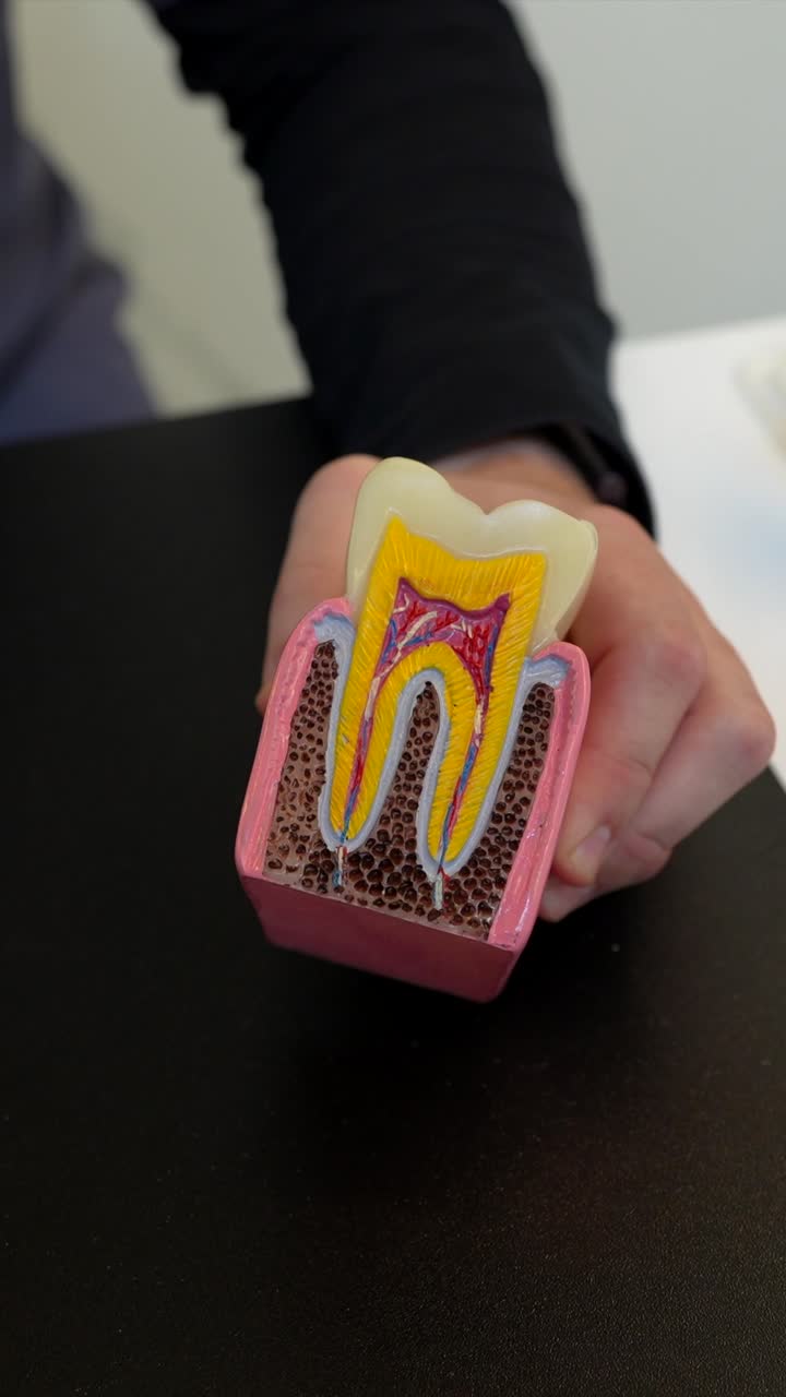 Dental professional explaining tooth structure