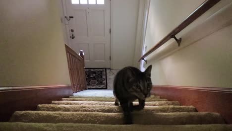 Lindo-Gato-Subiendo-Escaleras-Con-Sigilo