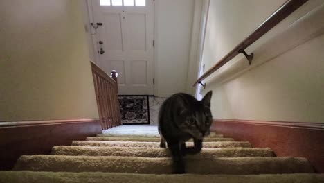 cute cat climbing up stairs with stealth
