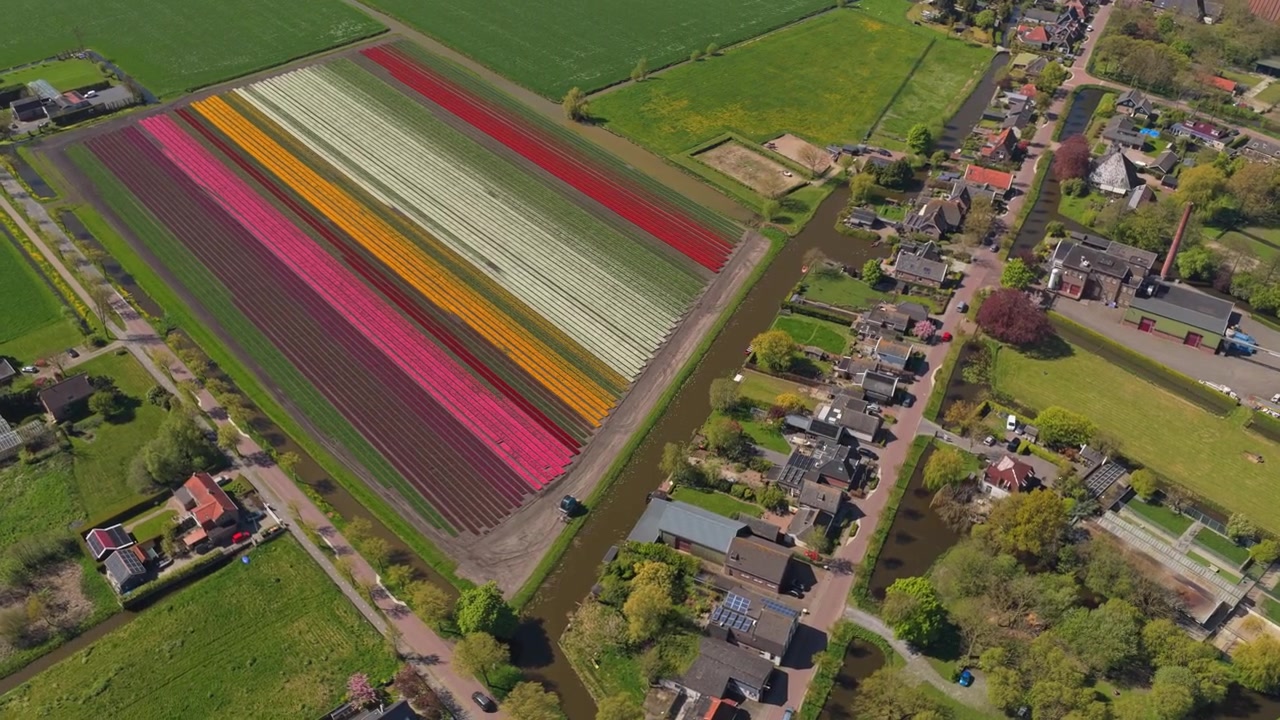 Spettacolare vista aerea di campi di tulipani colorati in fiore nei Paesi Bassi. Drone che vola lentamente sopra la splendida campagna olandese