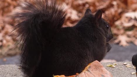 Primer-Plano-Extremo-De-Una-Ardilla-En-Otoño,-Tomada-En-Muskegon,-Mi-En-El-Otoño-De-2020