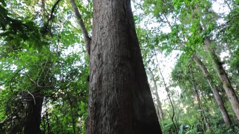 caminando por un bosque con árboles altos