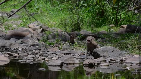 The-Long-tailed-Macaques-are-the-easiest-monkeys-to-find-in-Thailand-as-they-are-present-at-temple-complexes,-national-parks,-and-even-villages-and-cities