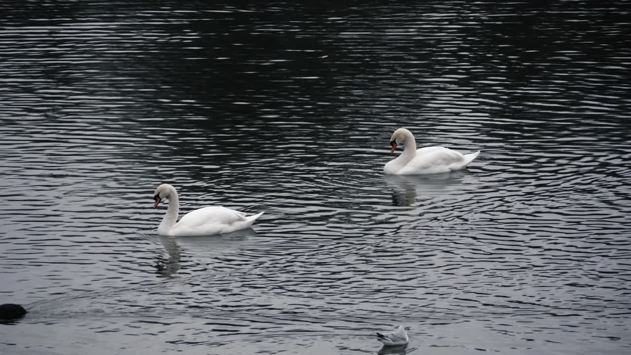 dos cisnes, una gallina y una gaviota en un lago en un día nublado