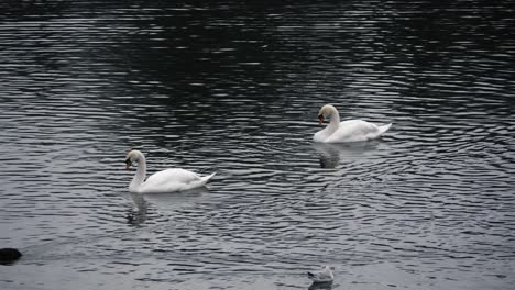 Two-swans,-a-coot,-and-a-gull-on-a-lake-on-a-cloudy-day