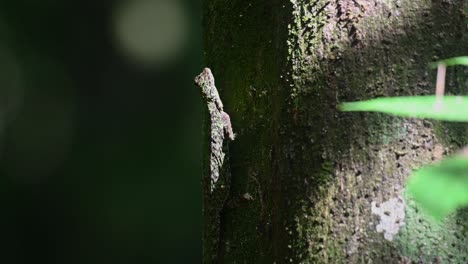 blanford's gliding lizard, draco blanfordii, kaeng krachan national park, 4k footage