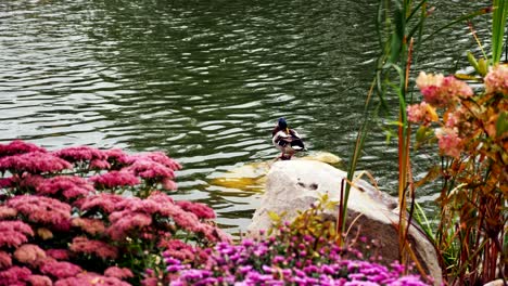 duck cleans feathers standing on a stone in the pond