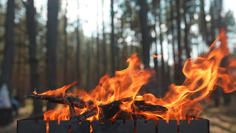 campfire in the forest