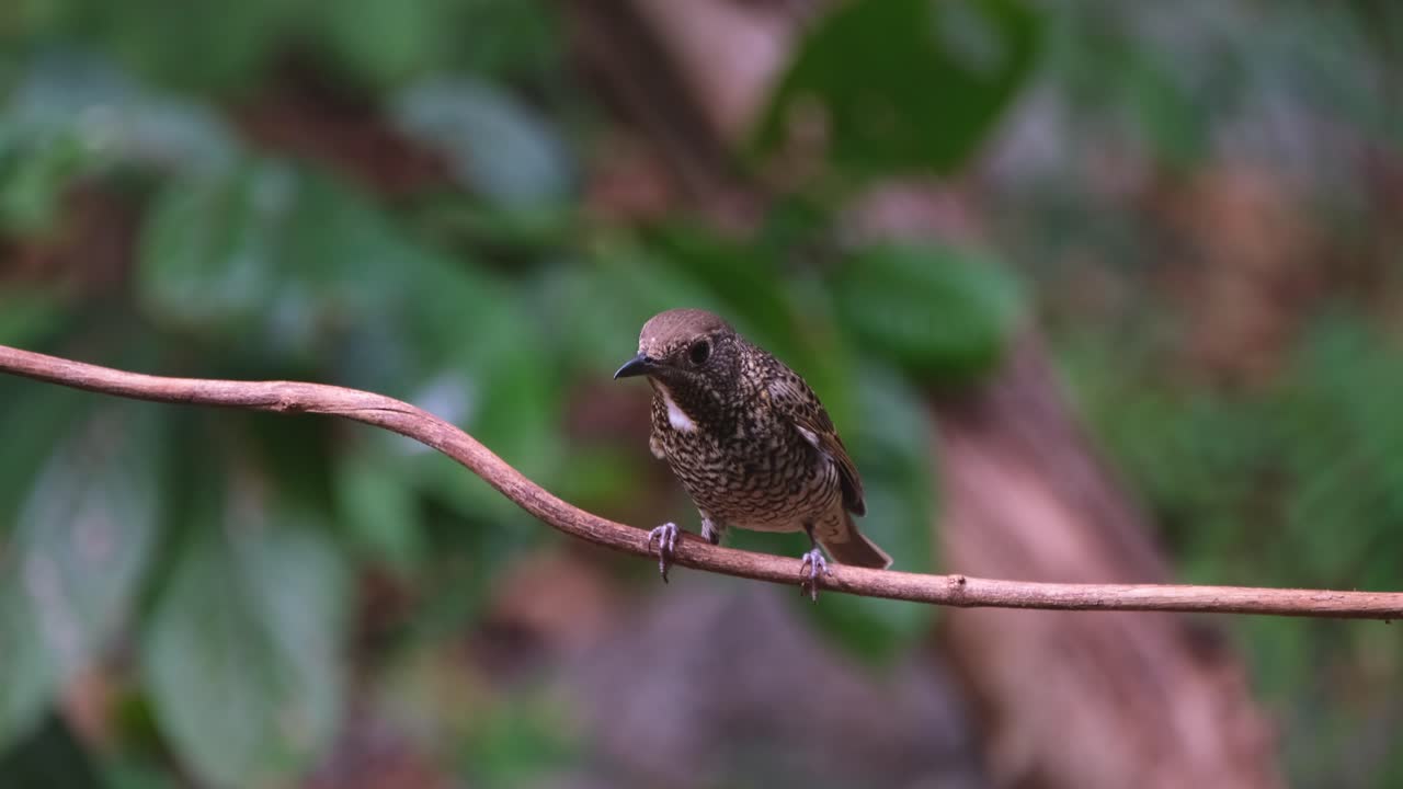 sentado en una pequeña vid mirando hacia la derecha y despegue buceando hacia el suelo, el trucho de roca de garganta blanca monticola gularis, tailandia