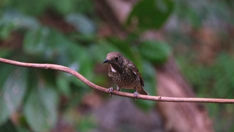 Perched-on-a-small-vine-looking-to-the-right-and-takes-off-diving-down-to-the-ground,-White-throated-Rock-Thrush-Monticola-gularis,-THailand