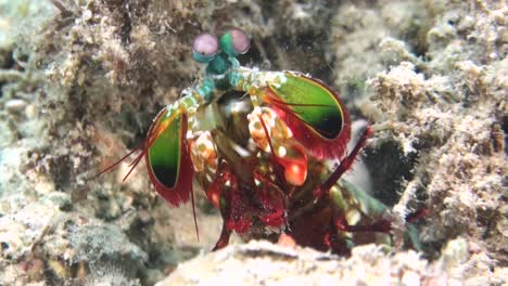 camarón mantis pavo real hembra mira fuera de la madriguera en el fondo arenoso, mueve las antenas y las piernas, se esconde de nuevo, toma de primer plano que muestra las partes delanteras del cuerpo, incluidos los ojos, las escamas antenales y los apéndices raptoriales