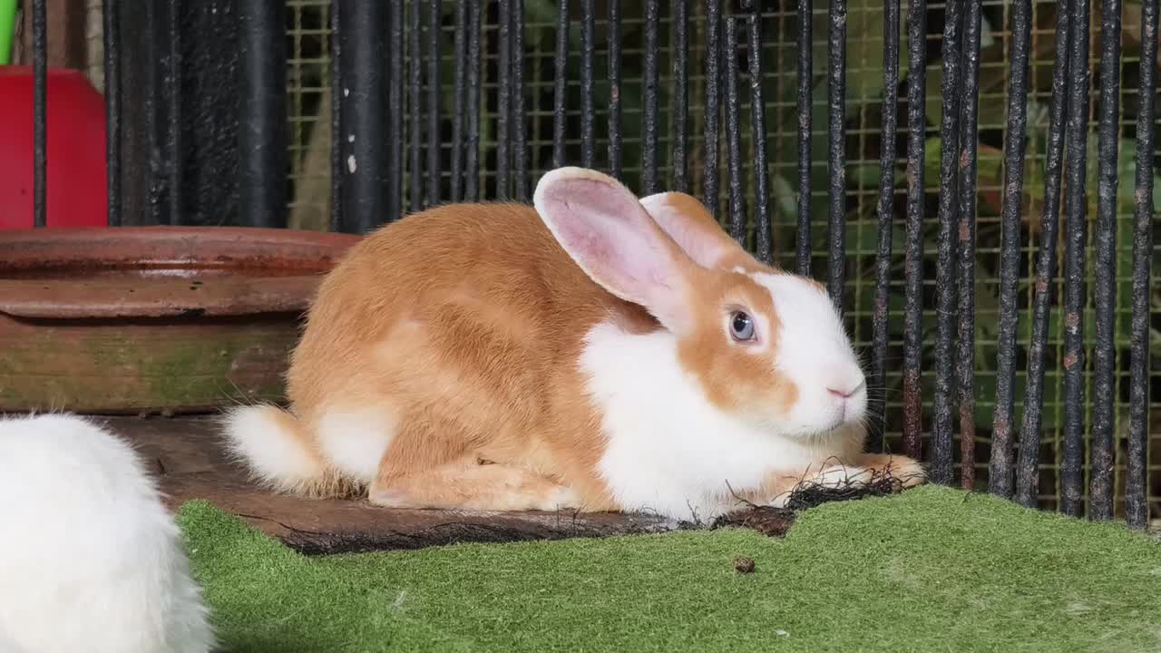 케이지 에 있는 갈색 과 색 토끼