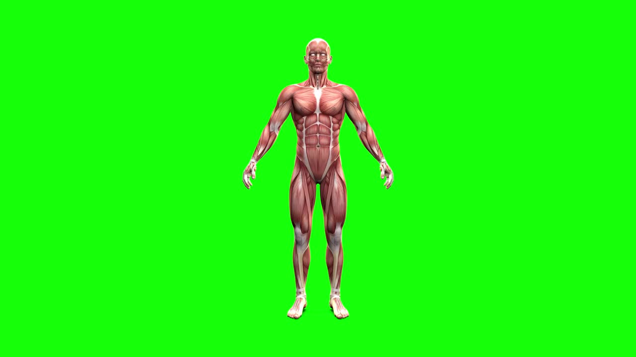 Male body anatomy - muscle map rotating on green screen - man ...