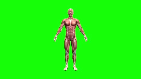 anatomía del cuerpo masculino - mapa muscular giratorio en pantalla verde - concepto de fisiología del hombre, 4k 60fps uhd animación de bucle sin costuras en 3d