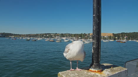 seagull standing on concrete pole base in a pier during falmouth week at cornwall, uk