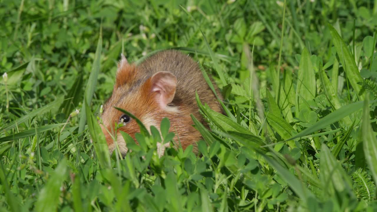 Criceto che cerca cibo in primo piano nell'erba verde, il naso scava nel terreno, poi solleva le zampe alla bocca per mangiare. Macro ripresa in stile natura selvaggia con profondità di campo ridotta