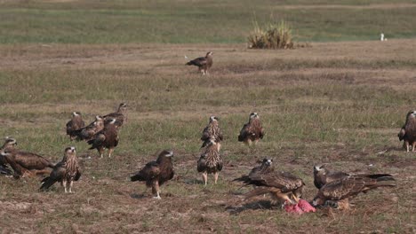 Un-Rebaño-Que-Se-Alimenta-De-Carne-Fresca-Provista-A-Medida-Que-Otros-Llegan-Para-Unirse,-Cometa-De-Orejas-Negras-Milvus-Lineatus-Pak-Pli,-Nakhon-Nayok,-Tailandia