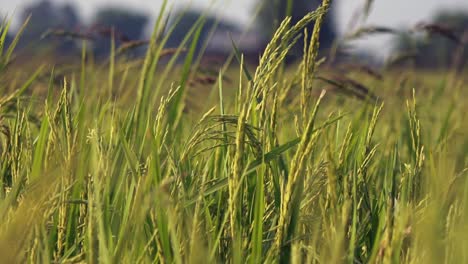 expansive rice field in the cambodian countryside with out of focus palm trees in the background