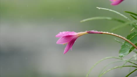 beautiful pink rainlily also known as rosepink zephyr lily or fairy lily in raining day with water drops on petals and stem, 4k footage zoom in effect, spring or summer concept.