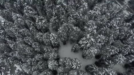 Toma-Aérea-De-Arriba-Hacia-Abajo-Sobre-Grandes-Pinos-Cubiertos-De-Copos-De-Nieve-Blancos-Justo-Después-De-Una-Fuerte-Nevada-Durante-Los-Inviernos-Filmada-Con-Un-Dron-En-4k