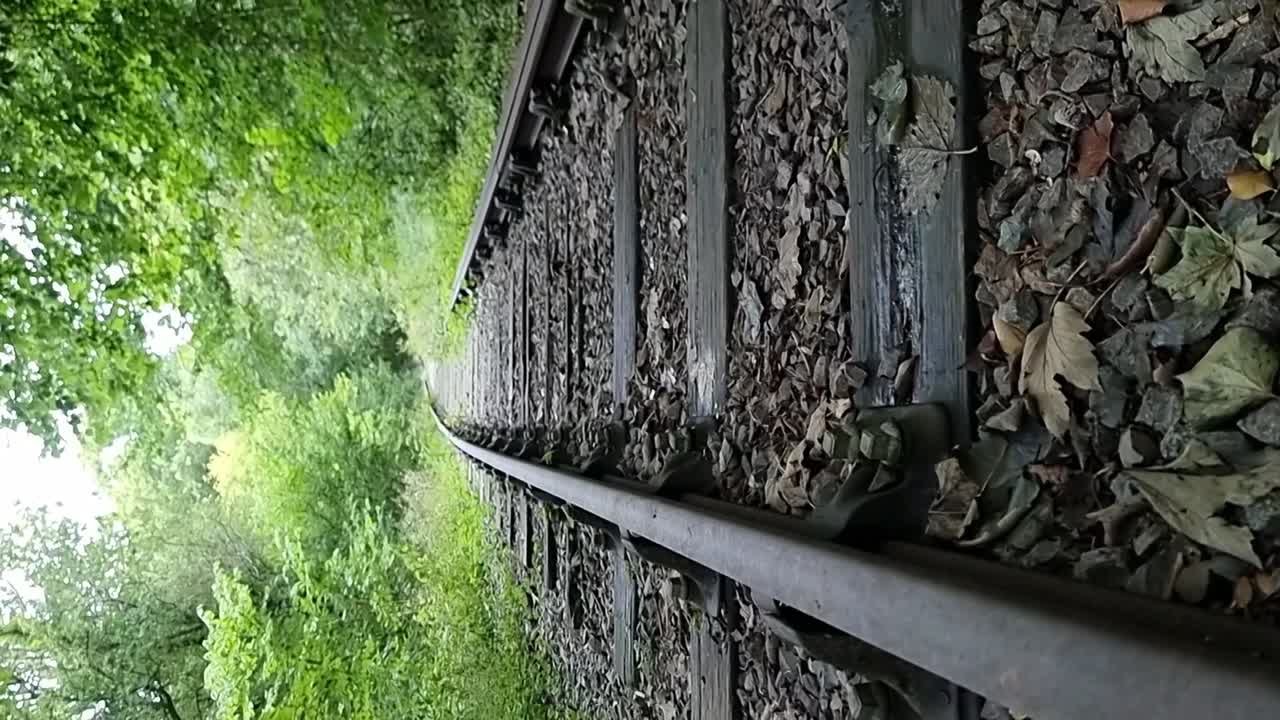 VERTICAL Disused abandoned railroad track in dense woodland foliage, low rising shot